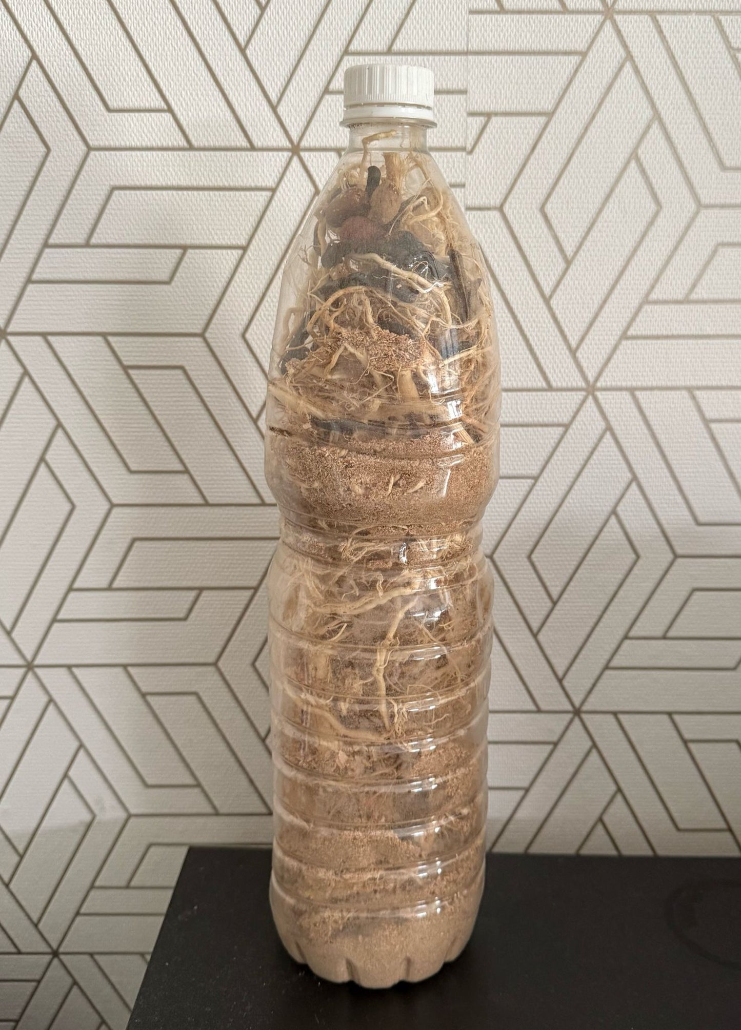 DÉCHIRER CALEÇON PRO MAX