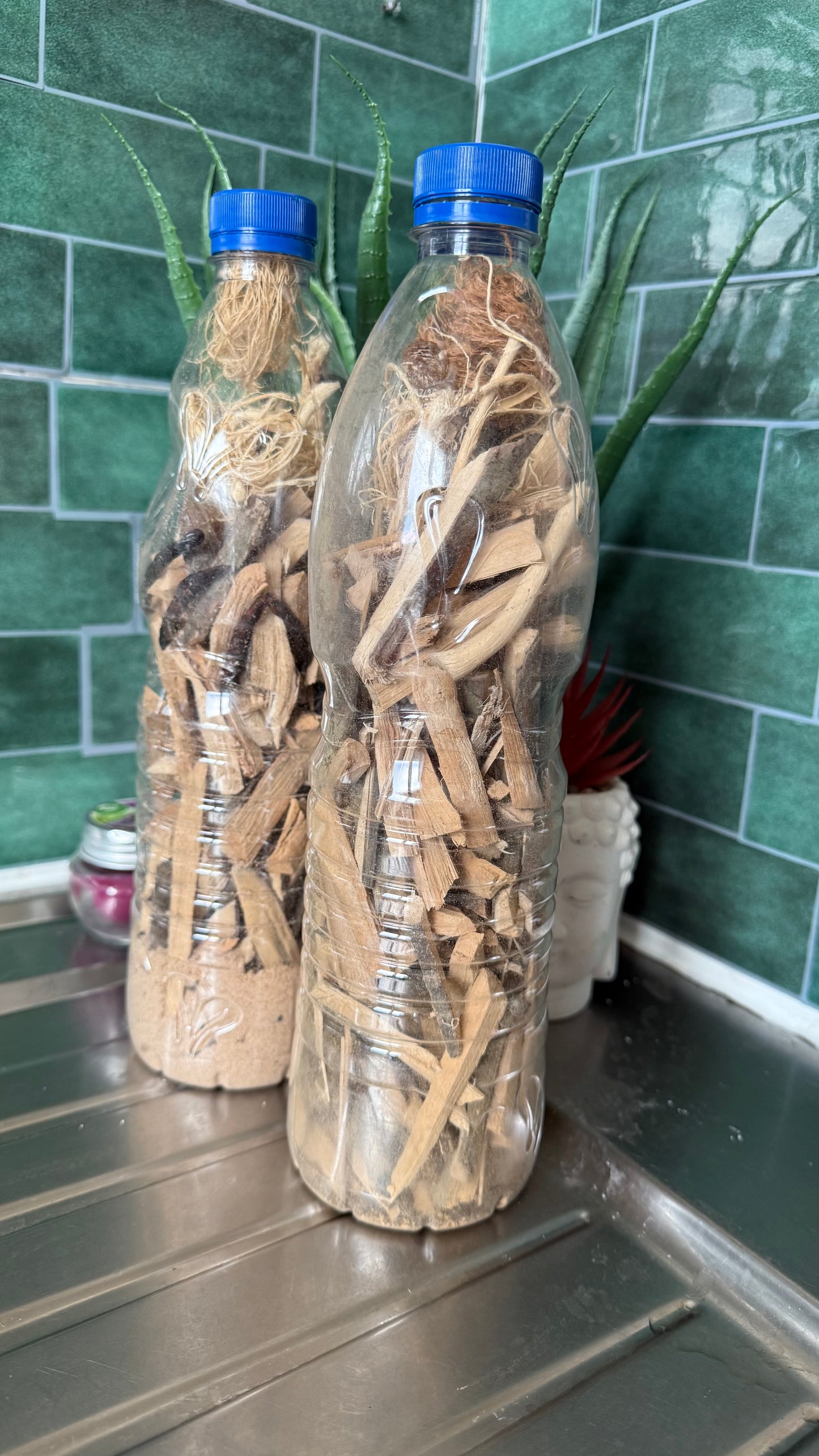 Racine de cure dent Gouro - DÉCHIRER CALEÇON PRO MAX